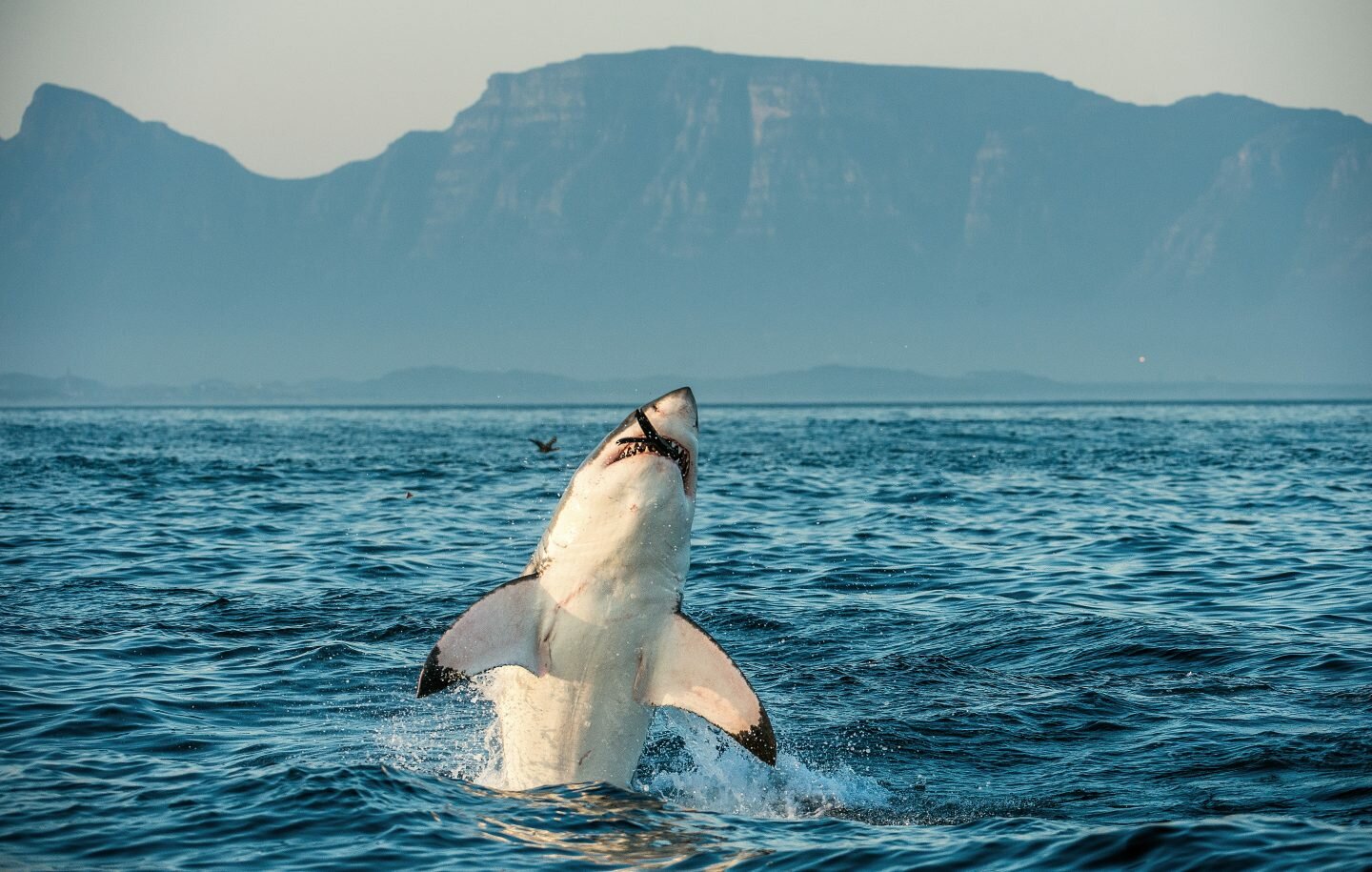 They Might Be Apex Predators, But Sharks Need Our Help, Too