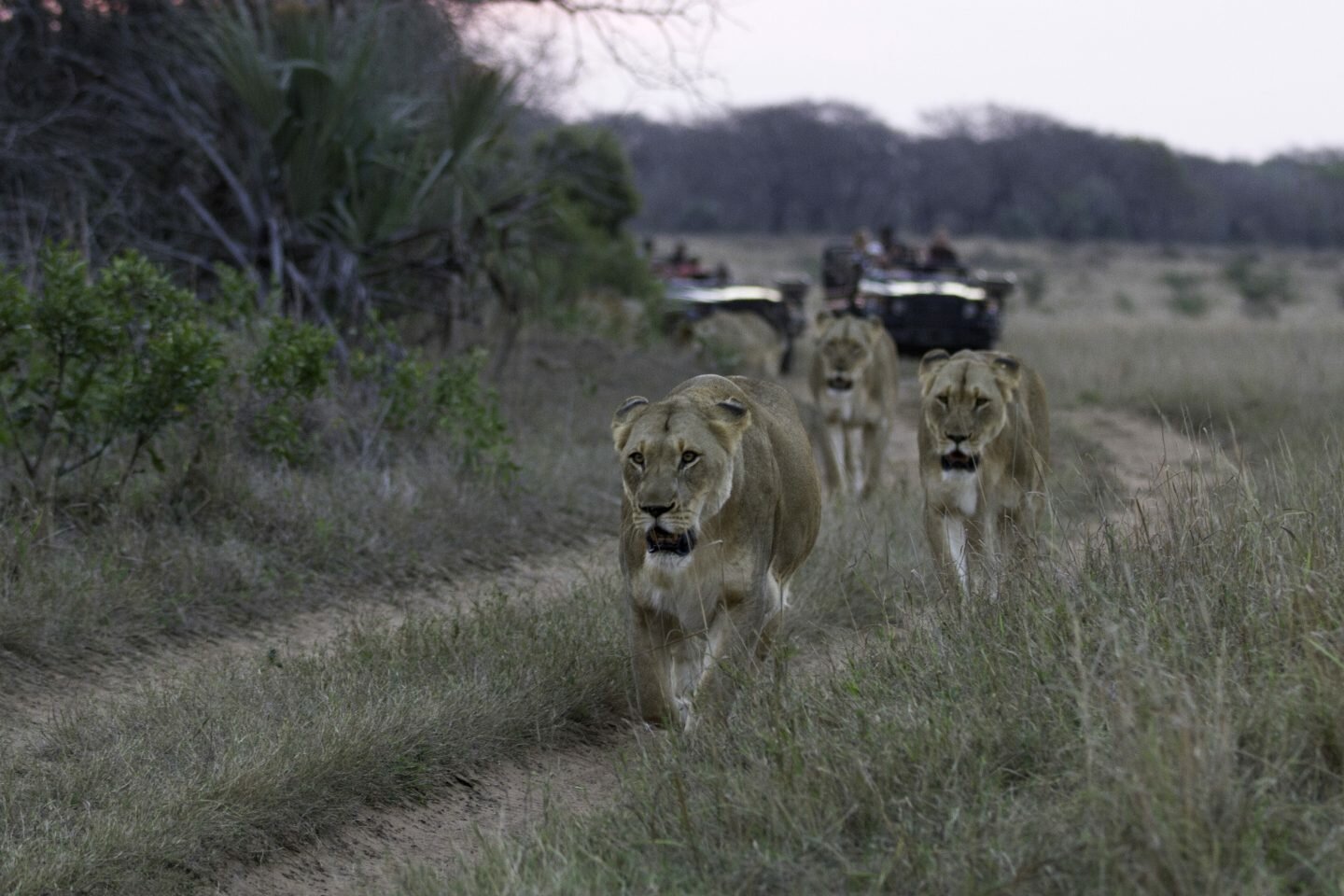 The Pandemic Might’ve Put Safari Tours On Hold, But Life In The Bush Goes On