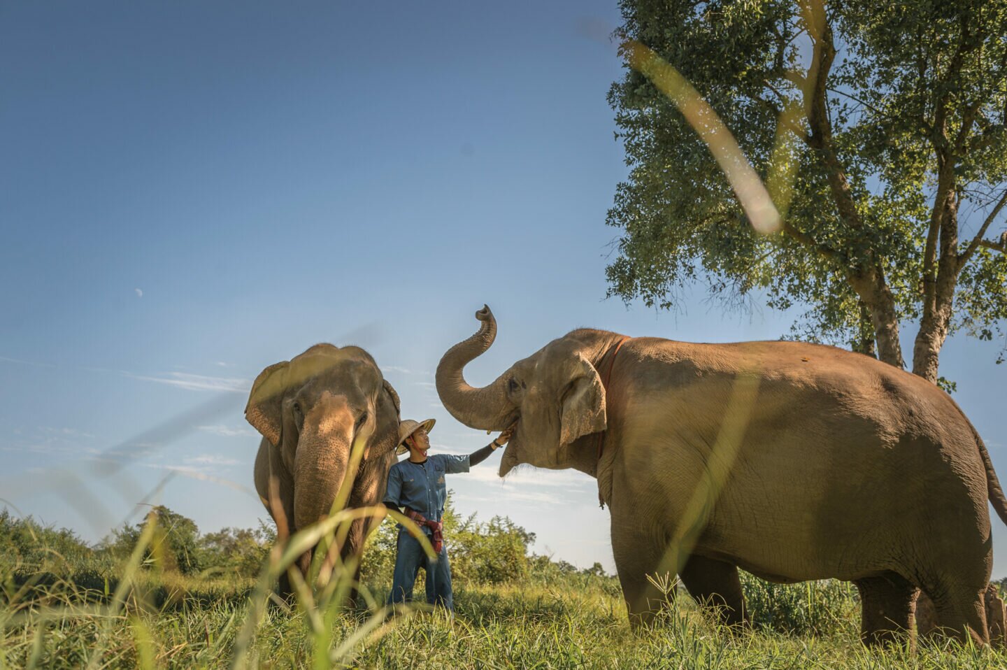 In The Jungles Of Thailand, One Organisation Is Reviving The Dying Mahout Culture