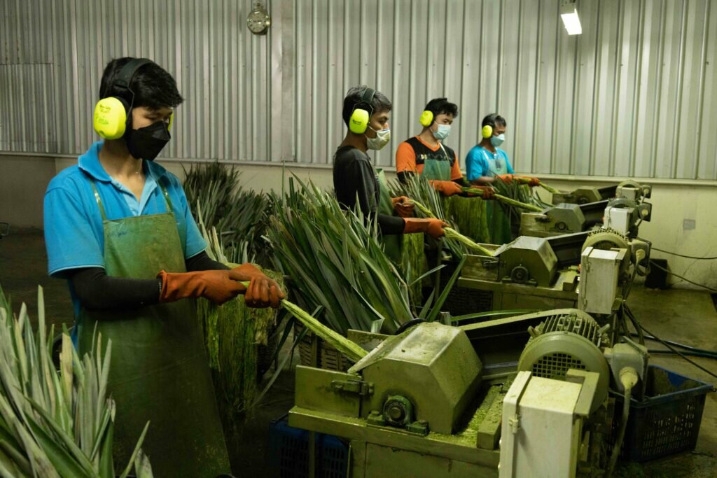 Nextevo turns pineapple leaves into fibres for textiles