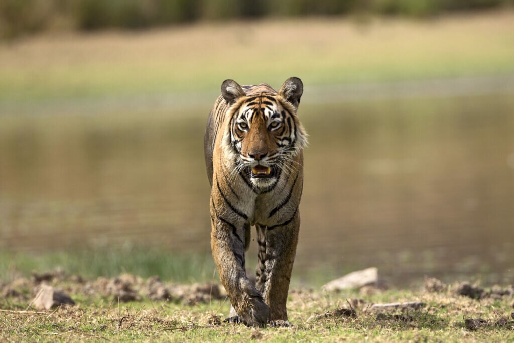 A tiger in India 