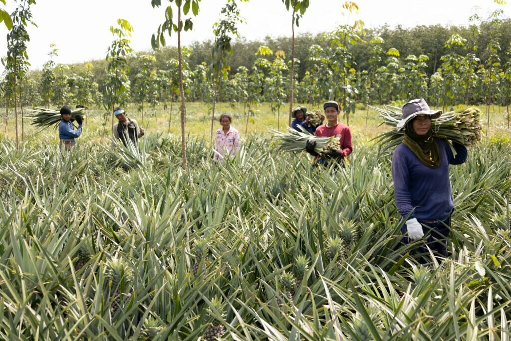 Nextevo purchases pineapple leaves from farmers in Indonesia and Thailand
